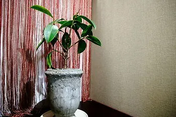 Coto Tokyo Asakusa 1 יפן